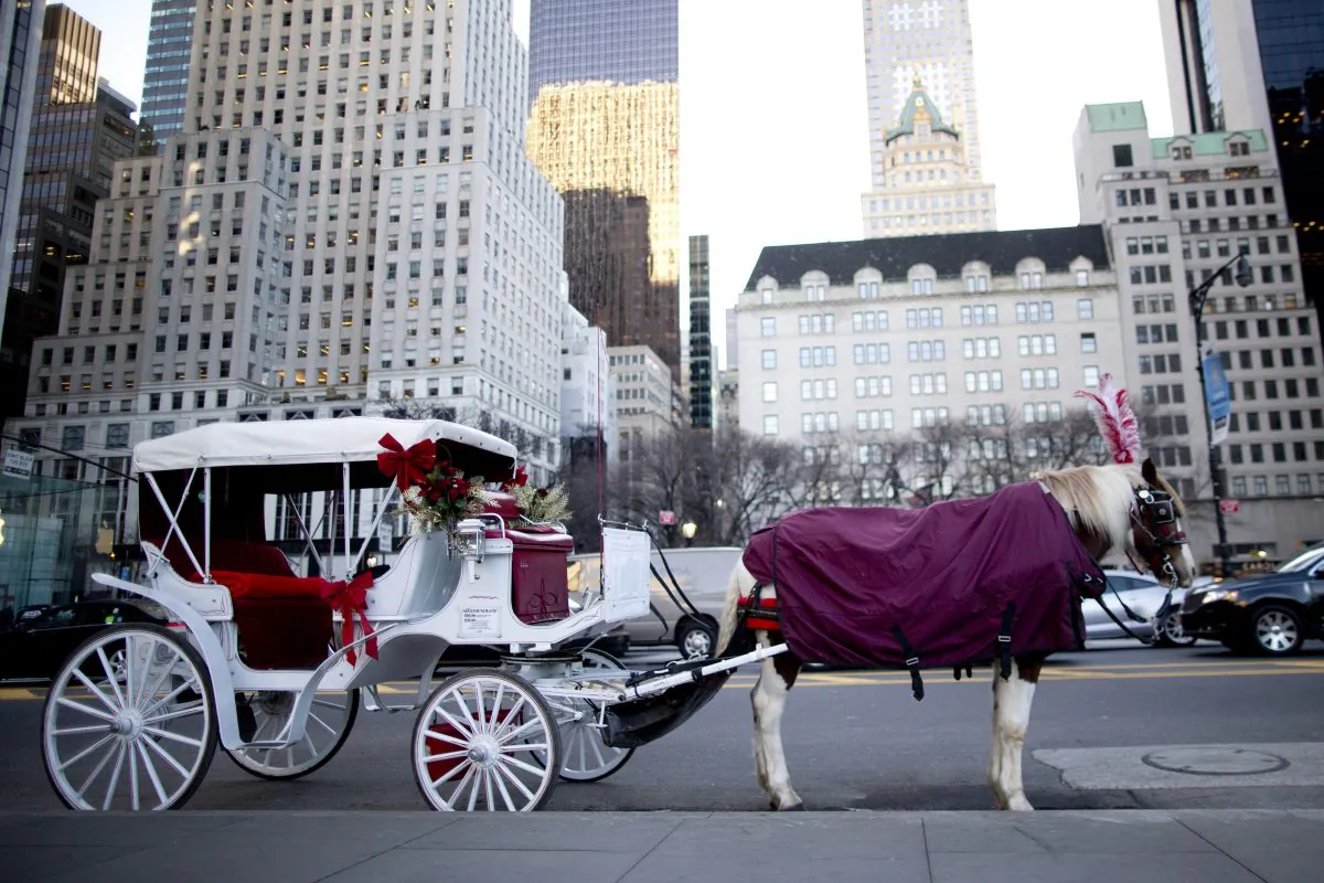 FILE - In this Jan. 13, 2016 file  photo, a carriage horse is covered in a blanket as it waits for customers on Central Park South in New York.  (AP Photo/Mary Altaffer, File)