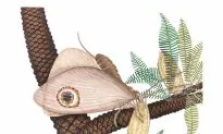 Jurassic Butterfly: Scientists Publish Discovery of Fossilized Insect Similar to Modern Butterflies