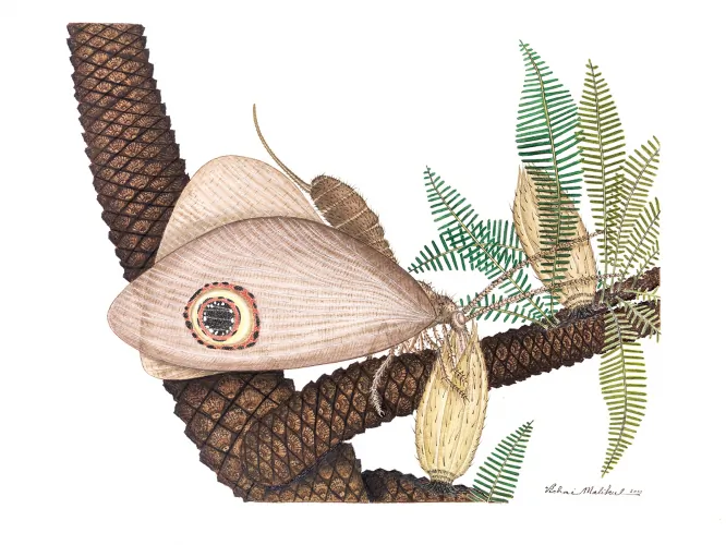 A reconstruction of the Kalligrammatid lacewing consuming pollen drops. (Vichai Malikul/Smithsonian)
