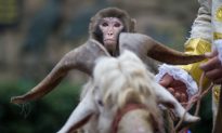 What You Need to Know About the Year of the Monkey