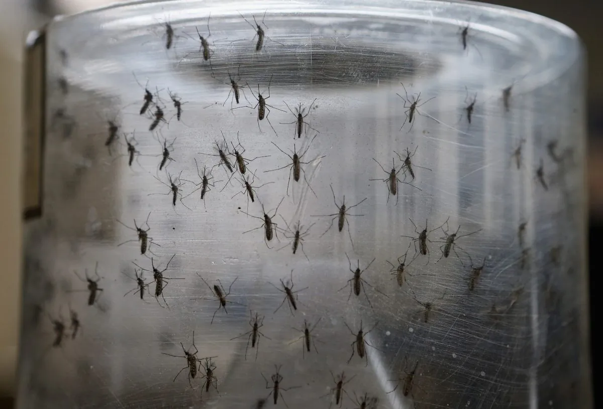 Mosquitos are displayed in a file photo. (Mario Tama/Getty Images)