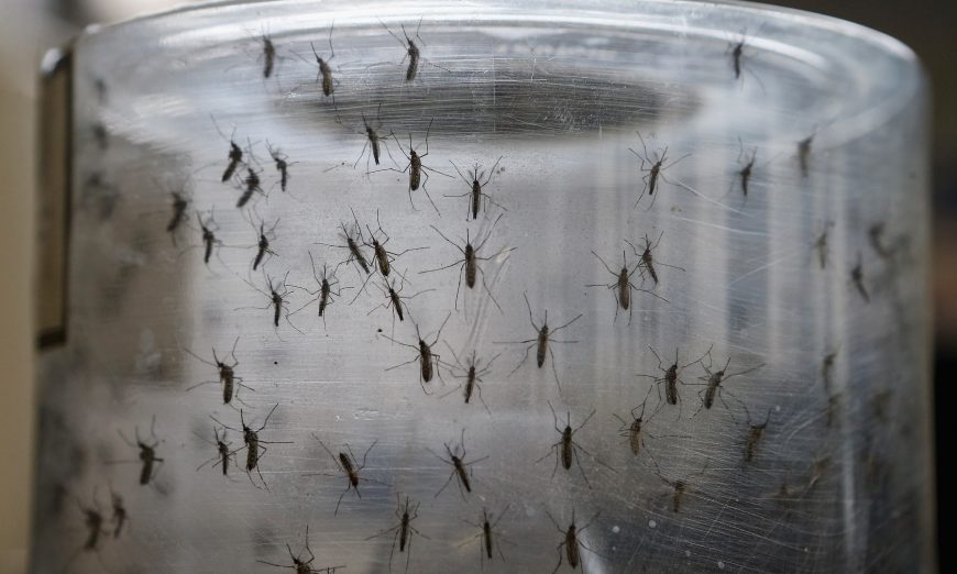 Second case of locally transmitted dengue fever reported in Los Angeles County.