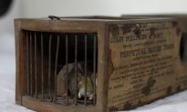 Mouse Killed by 150-Year-Old Trap in English Museum Display