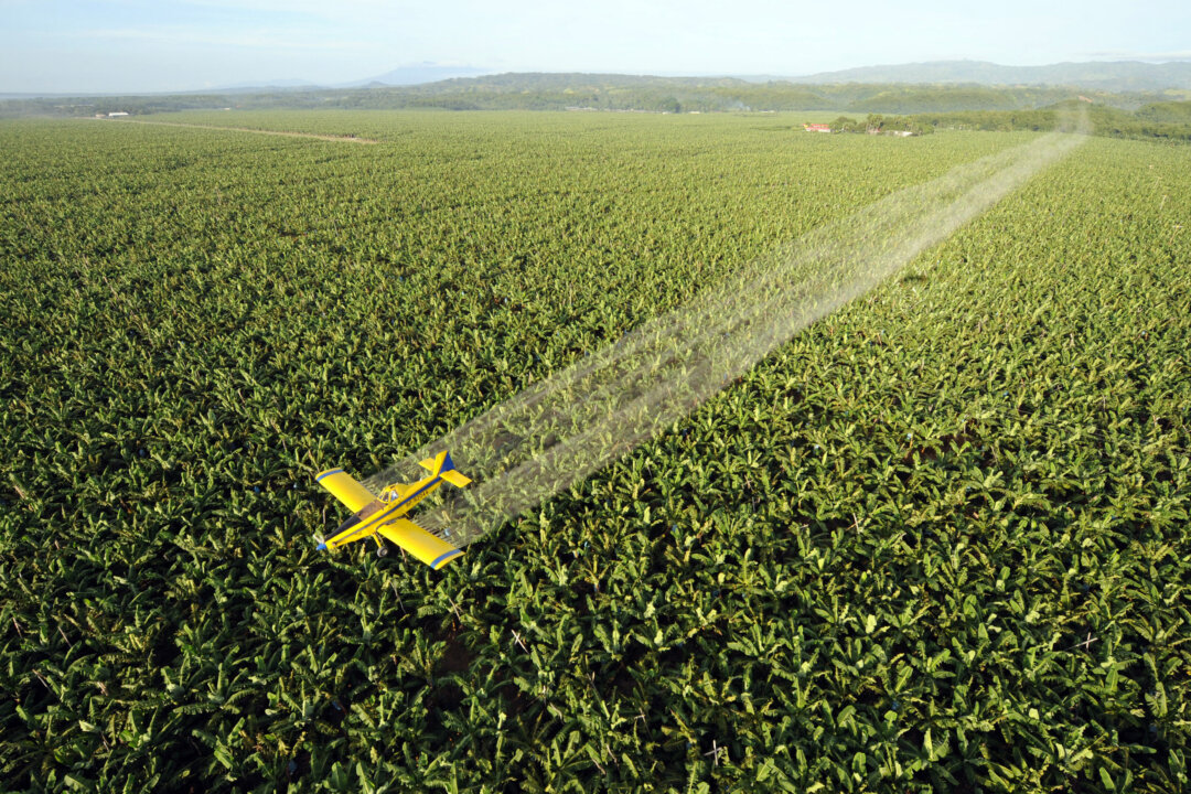 A crop duster plane spraying fungicide to protect the 7,000 hectare banana plantation of Tagum Agricultural Development Co. from destructive leaf virus in Tagum in Davao del Norte province, located in the southern Philippine island of Mindanao, on April 22, 2008. Farm chiefs have a narrowing chance to diversify vital crops at rising threat from drought, flood and pests brought by climate change, food researchers warned on Oct. 3, 2011. The world's nearly seven billion people are massively dependent on a dozen or so crops that, thanks to modern agriculture, are intensively cultivated in a tiny number of strains, they said. (Romeo Gacad/AFP/Getty Images)