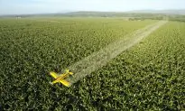 Is Microcephaly in Children Caused by the Zika Virus or by Pesticides?