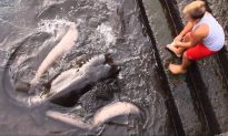 Video Shows Kid Playing With Giant Stingray: Is This Safe?