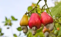 11 Foods That Grow in Totally Unexpected Ways: Cashews, Baby Corn, Cinnamon