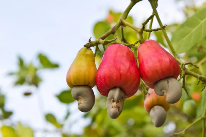 (Cashew via Shutterstock)
