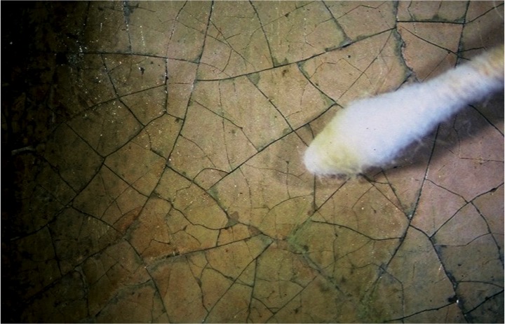 Epoch Times Photo