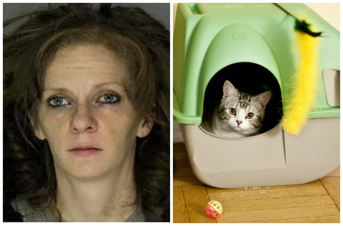 Police Suspect in 4 Heists Needed Money for Kitty Litter