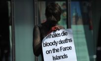 Bloody Photos Show Mass Slaughter of Whales in the Faroe Islands