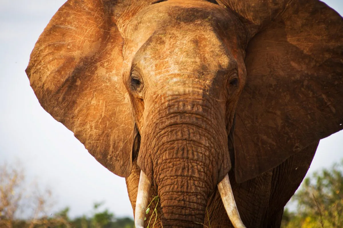 An elephant is pictured in Tsavo East National Park in southern Kenya on January 31, 2013. (Ivan Lieman/AFP/Getty Images)