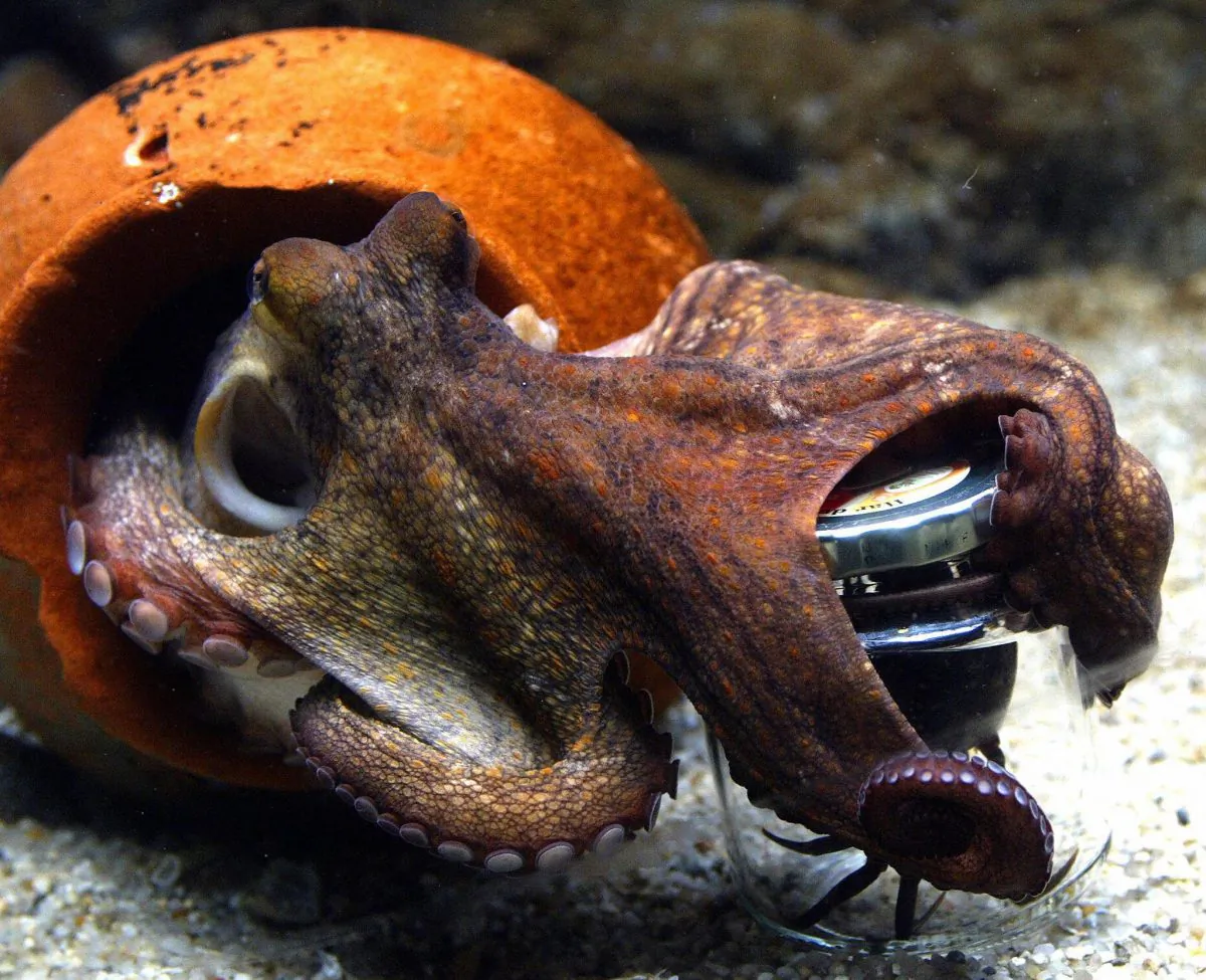  two-month-old octopus (Octupus Vulagaris) tries to unscrew the lid of a jar to get hold of its content, a crab, 23 June 2004 at Denmark's Aquarium in Copenhagen. (JORGEN JESSEN/AFP/Getty Images)