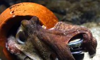 Octopus Mating Exhibit Cancelled Due to Cannibalism Fears