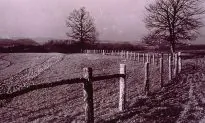 If You’re Hiking Around And See a Purple Fence or Trees, Pay Heed To It