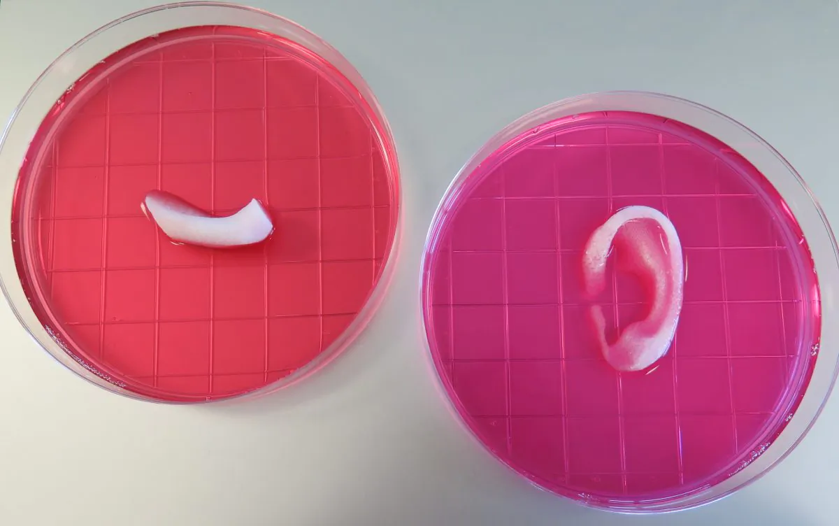 Completed ear and jaw bone structures printed with the Integrated Tissue-Organ Printing System (Wake Forest Institute for Regenerative Medicine)