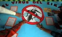 UN: Genetically Modified Mosquito Needed to Fight the Zika Virus