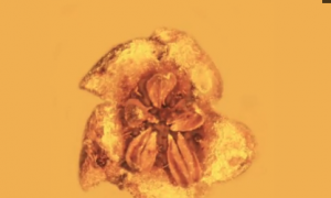 Ancient Flower Discovered in 30-Million-Year-Old Amber (Video)