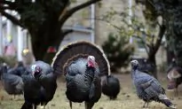 Audio Released in Tussle Between Turkeys, Letter Carrier