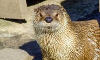Calgary Zoo River Otter Dies After Becoming Tangled in Pair of Pants and Drowning