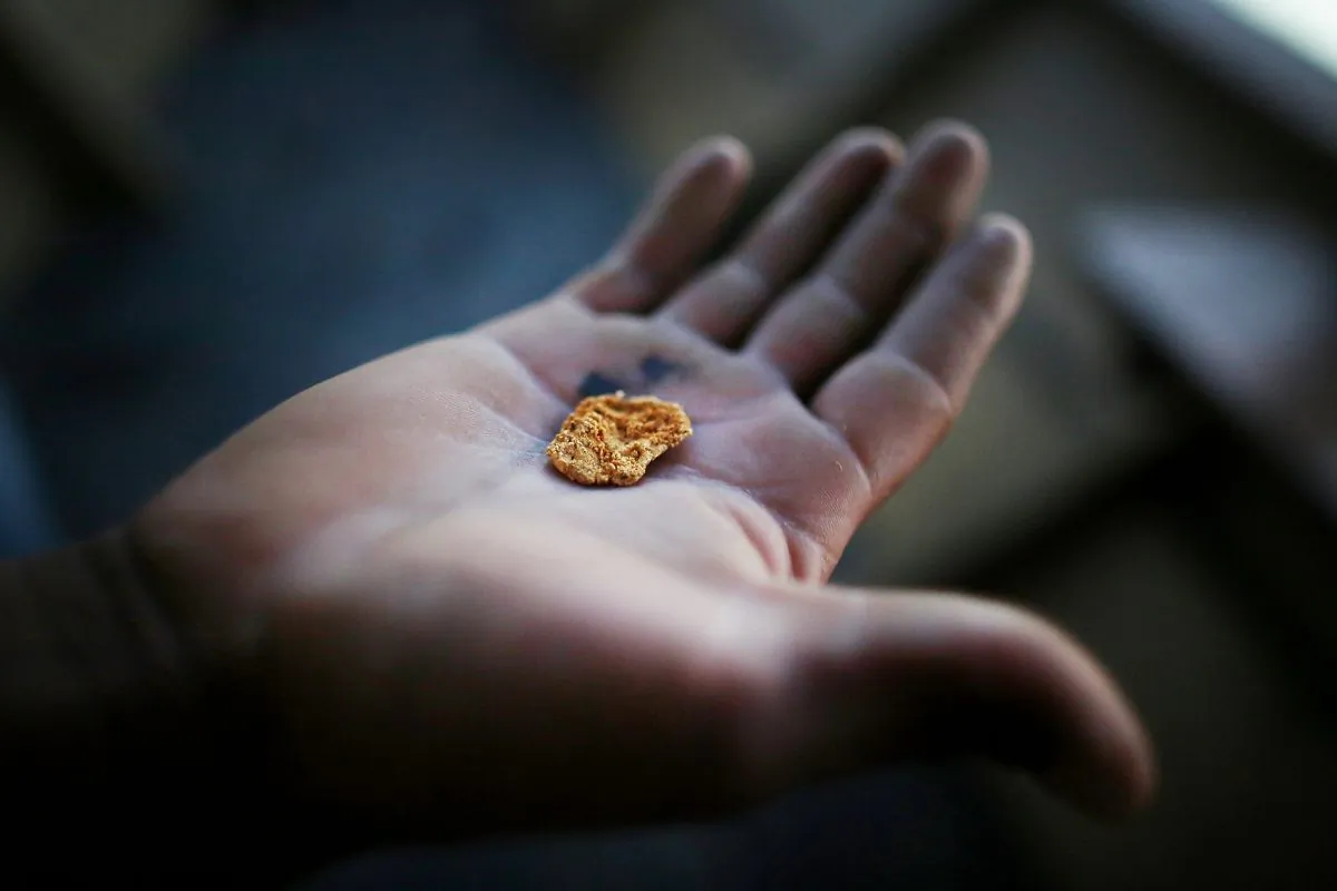 A gold miner displays a piece of gold after it was burned down to remove the mercury along the Madre de Dios River in the Amazon lowlands, near Puerto Maldonado, Peru, on Nov. 14, 2013. The biologically diverse Madre de Dios ('Mother of God') region has seen deforestation from gold mining in the area triple since 2008, when gold prices spiked during global economic turmoil. Small-scale miners are drawn to the area in hopes for higher pay but often face abysmal conditions. Gold is usually amalgamated with mercury during the process of informal mining in the region, which is discharged into the water supply and air, poisoning fish and sickening people in the area. Peru is the largest producer of gold in Latin America and the sixth-largest in the world. Informal mining accounts for roughly 20 percent of the gold production in Peru. (Mario Tama/Getty Images)