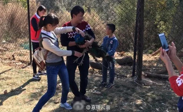 Peacock Dies at Chinese Zoo After Being Roughly Handled for Selfies