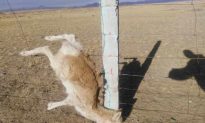 Spiked Fences, Erected to Protect Ecosystem, Kill Endangered Chinese Gazelle