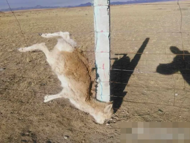 An image of Przewalski's gazelle trapped in barbed wire. (Oriental Net)