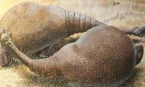 Glyptodonts, Extinct Animals, Were Close Relatives of Giant Armadillos