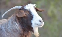 Goat in Driver’s Seat Milks Attention, Flashes Hazard Lights