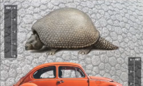 Ancient Armadillos as Big as VW Beetle Once Roamed the Earth (Video)