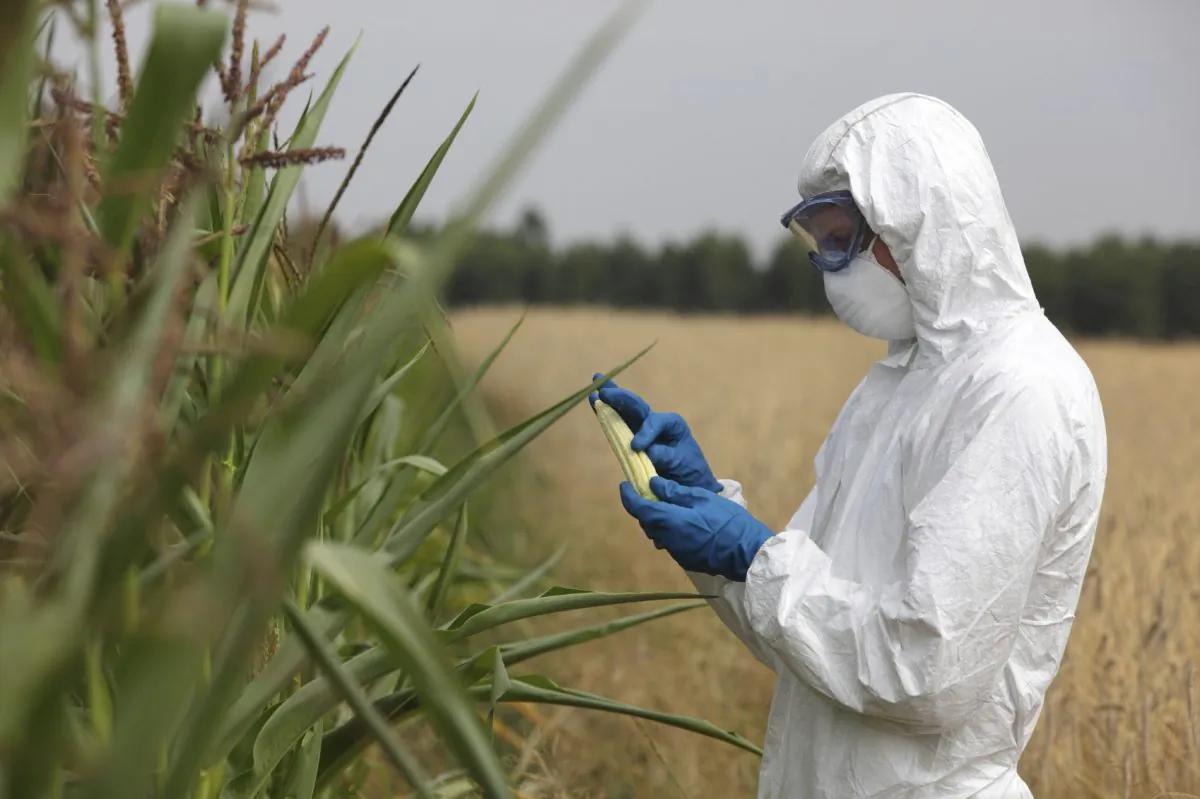 Technician examining corn in the field. (endopack/iStock)