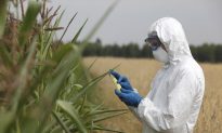 California Declares Roundup Pesticide Cancerous