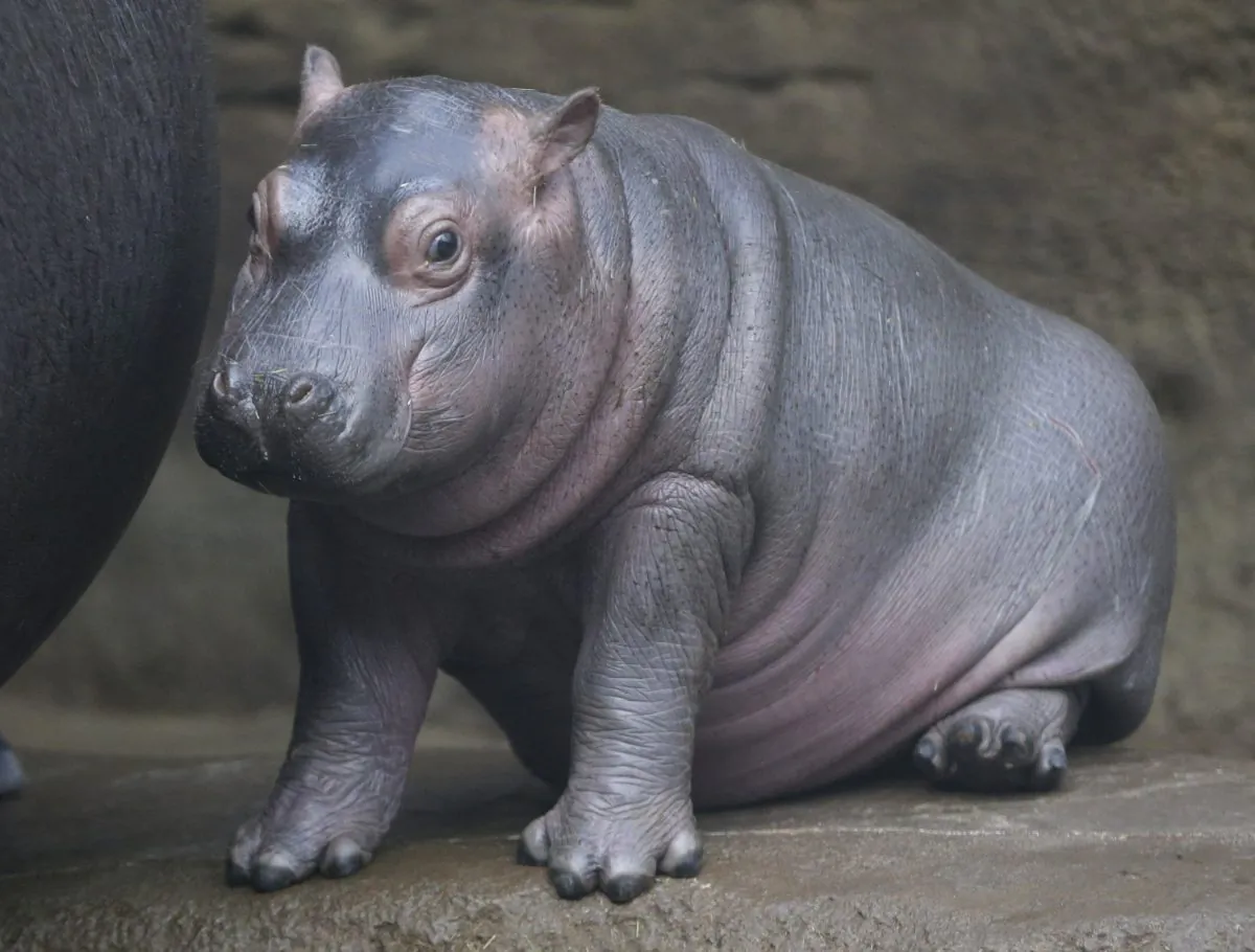 A newborn baby hippo sits in its enclosure at the zoo in Prague, Czech Republic, on Feb. 24, 2016. (AP Photo/Petr David Josek)