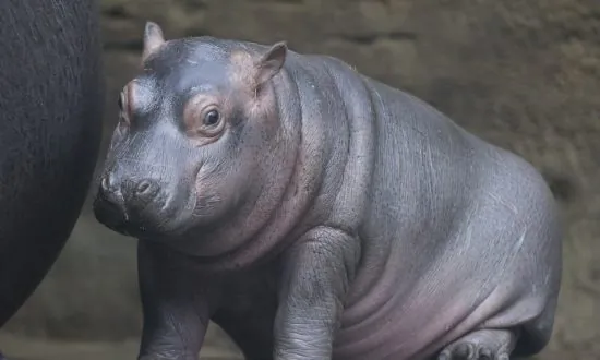 Baby Hippo Born in Prague Zoo
