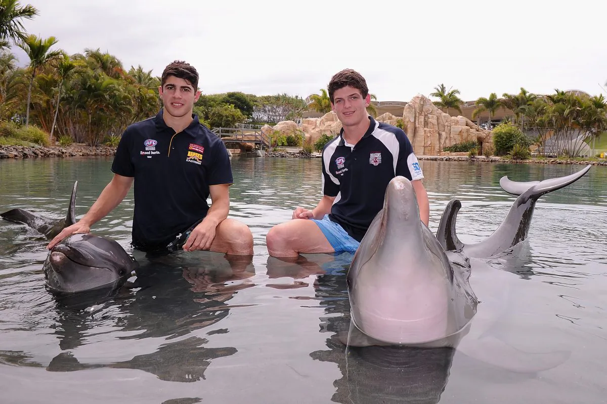 GOLD COAST, AUSChristian Petracca and Angus Brayshaw pose with dolphins at Sea World ahead of the AFL Draft, at Sea World on November 26, 2014 on the Gold Coast, Australia. (Matt Roberts/Getty Images)