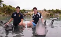 SeaWorld Admits Its Employees Posed as Animal Rights Activists to Infiltrate Groups