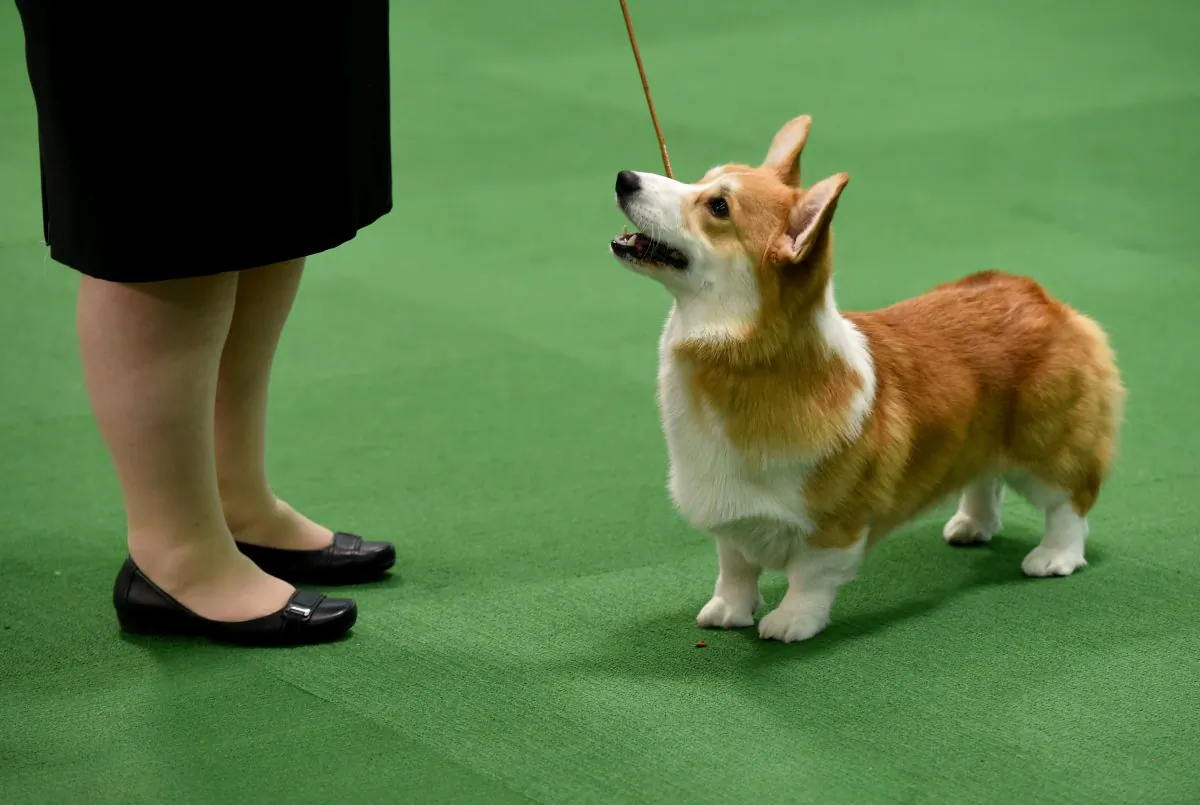 A Pembroke Welsh Corgi is seen at a dog show on February 15, 2016 in New York. (TIMOTHY A. CLARY/AFP/Getty Images)