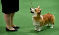 Chinese Man Slaughters and Eats Dog, Then Finds Out Corgi Belonged to His Boss