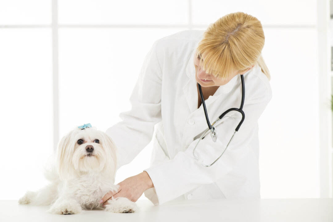 Canine eczema can be cleared up by detoxing the lungs. (Milan Markovic/iStock)