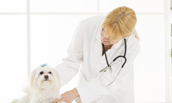 Secrets of Korean Medicine, Part 18: Clean Lungs Heal Pets Too