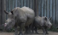 Rhinos Flourish in a South African Wildlife Park
