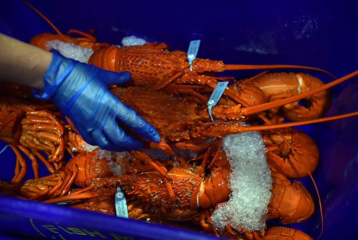 Chinese Man Tries to Bring Live 500 Lobster Home From Australia, Gets