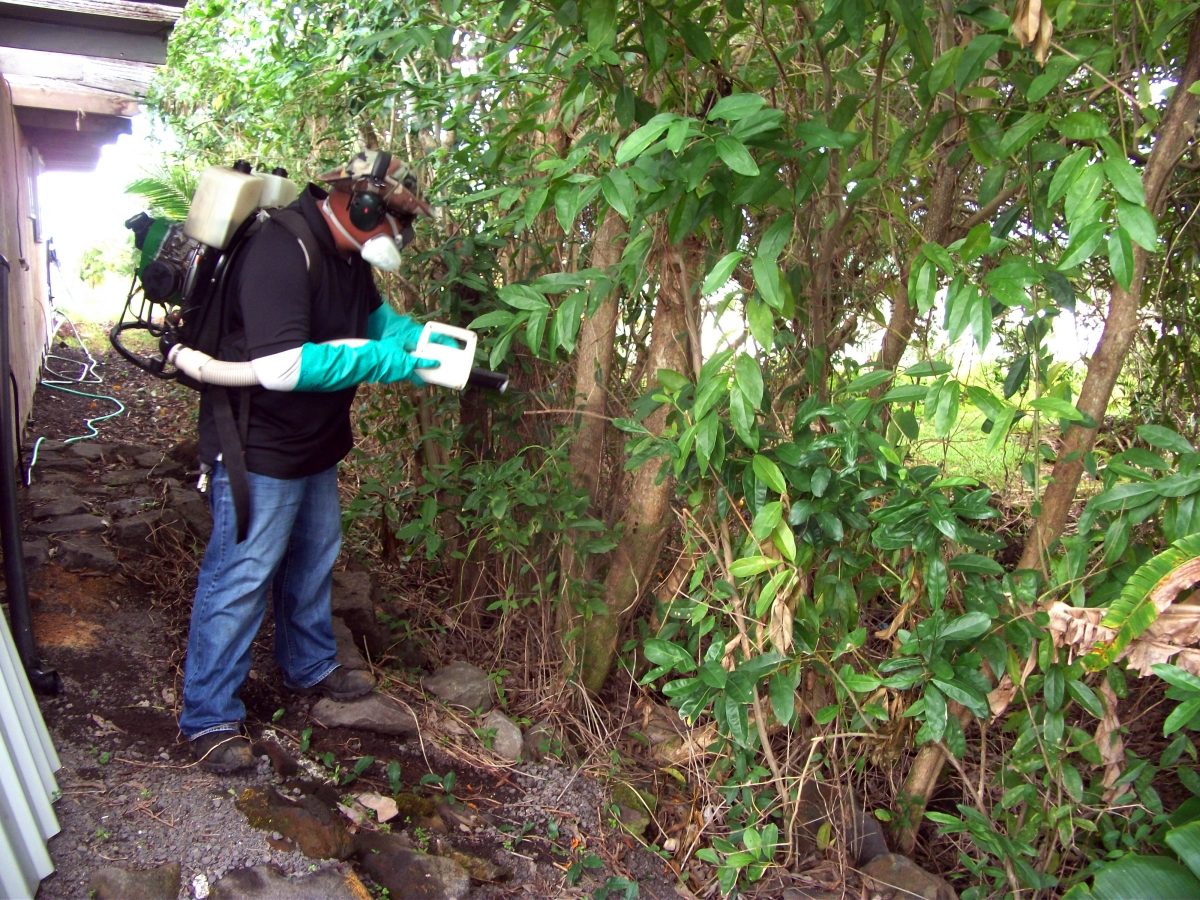 In this Nov. 3, 2015 photo, Norberto Dumo, vector control inspector for the Hawaii Department of Health, sprays aqua reslin, a pesticide, in Hilo on the Big Island of Hawaii. (Dale Nagata/Hawaii Department of Health via AP).