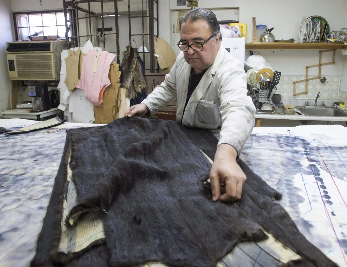 Sarkis Ajamian, co-owner of Ajamian Furs, lays out pieces of refurbished mink for a coat at his store on Feb. 26, 2016, in Montreal. (The Canadian Press/Ryan Remiorz)
