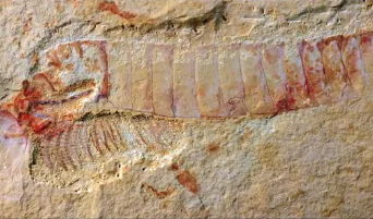 520-Million-Year-Old Fossil With Intact Nervous System Found In China (Video)