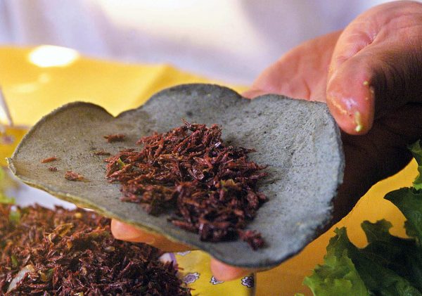 Florentino Azpetia, chef at Girasoles restaurant in Mexico City, prepares a grasshopper taco (taco de chapulines), a typical Mexican delicacy (Jorge Uzon/AFP/Getty Images)