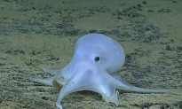 Scientists Discover ‘Ghostly’ Octopod In Deep Ocean (Video)