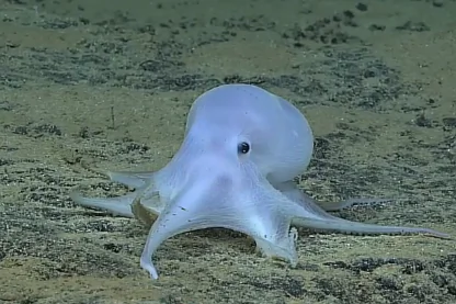Scientists Discover ‘Ghostly’ Octopod In Deep Ocean (Video)
