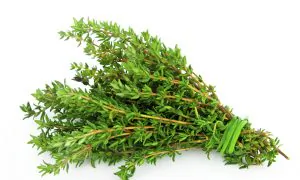 Thyme: Herb for Courage, Coughs, Purification, Pain Relief